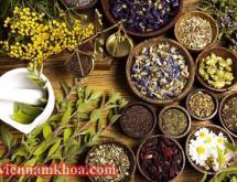 Chữa giãn tĩnh mạch thừng tinh bằng thuốc nam